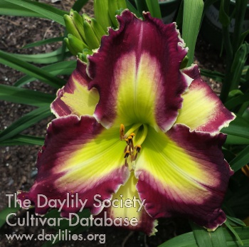 Daylily Monster Quest